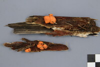 Lycogala epidendrum image